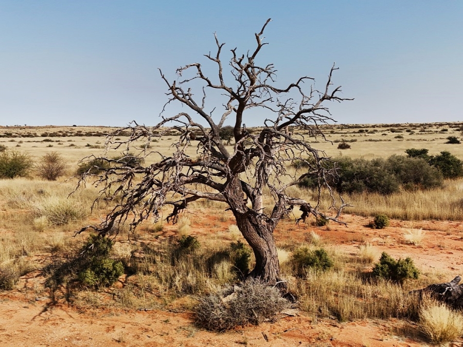 Commercial Property for Sale in Kenhardt Northern Cape